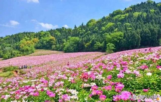 成都周边适合秋天看花的地方,成都周边看花攻略国庆节