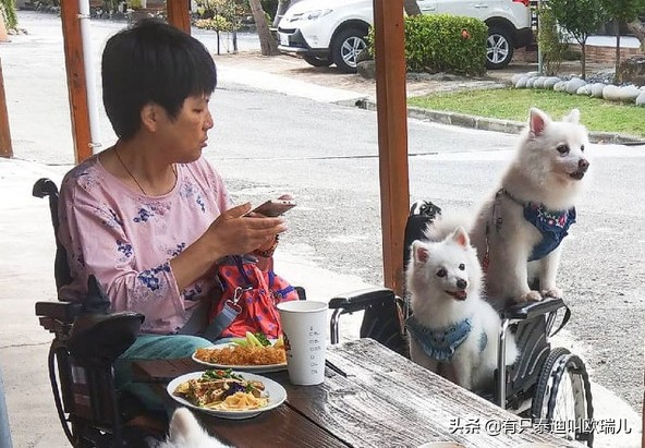 一半都领养！45只汪搭游览车出去玩整团狗下车路人抢合照！