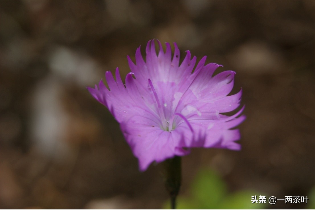 鲁西南方言全文,鲁西南济宁话