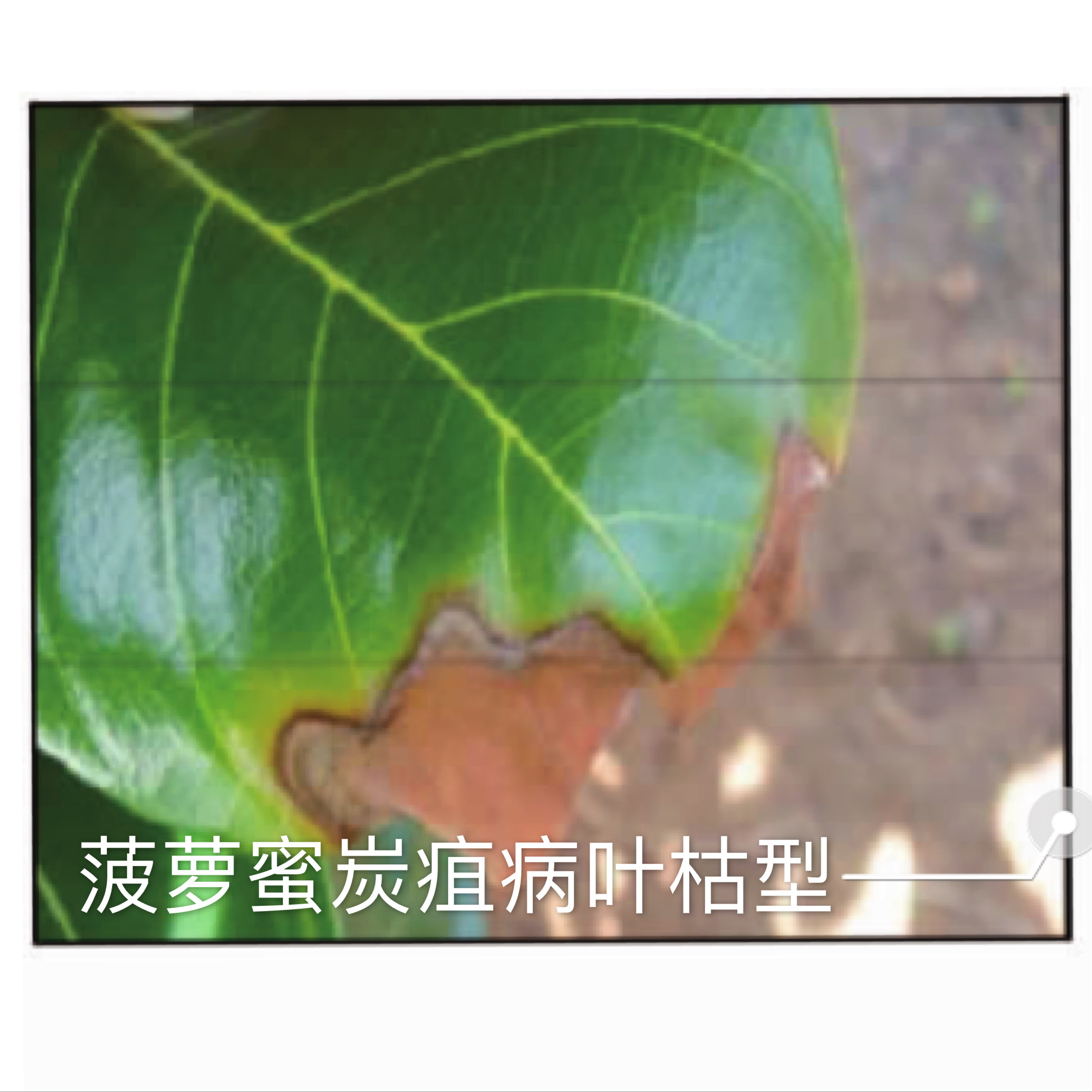 菠萝蜜树病菌防治方法,菠萝蜜怎样防治挂果初期果腐病