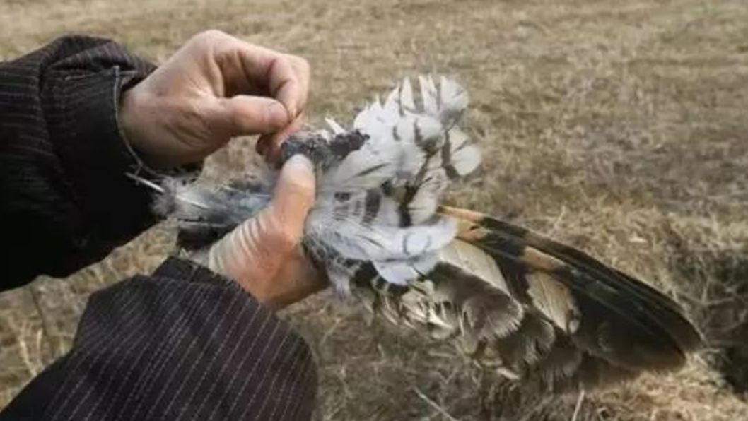 每个生命都值得被虐待,任何生命都不该被虐待