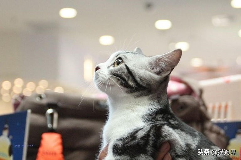 猫咪生病期间怎么护理比较好呢,猫咪生病治疗小技巧