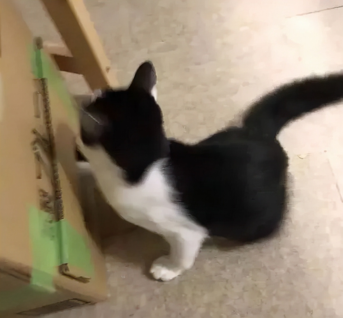 南方养猫跟北方养猫什么区别,北方养猫为什么比南方好