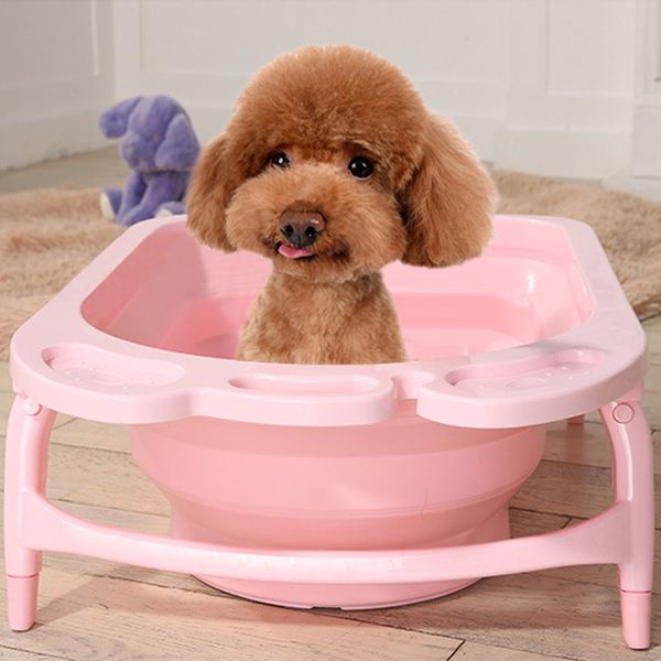 泰迪饲养攻略,养泰迪的技巧和方法