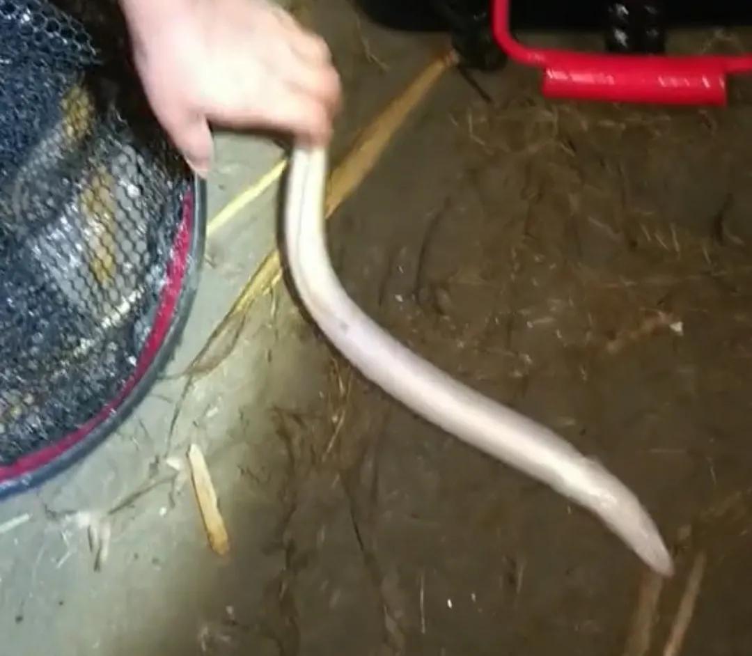 男子野夜钓钓出50斤巨鳝,揭秘捕黄鳝骗局