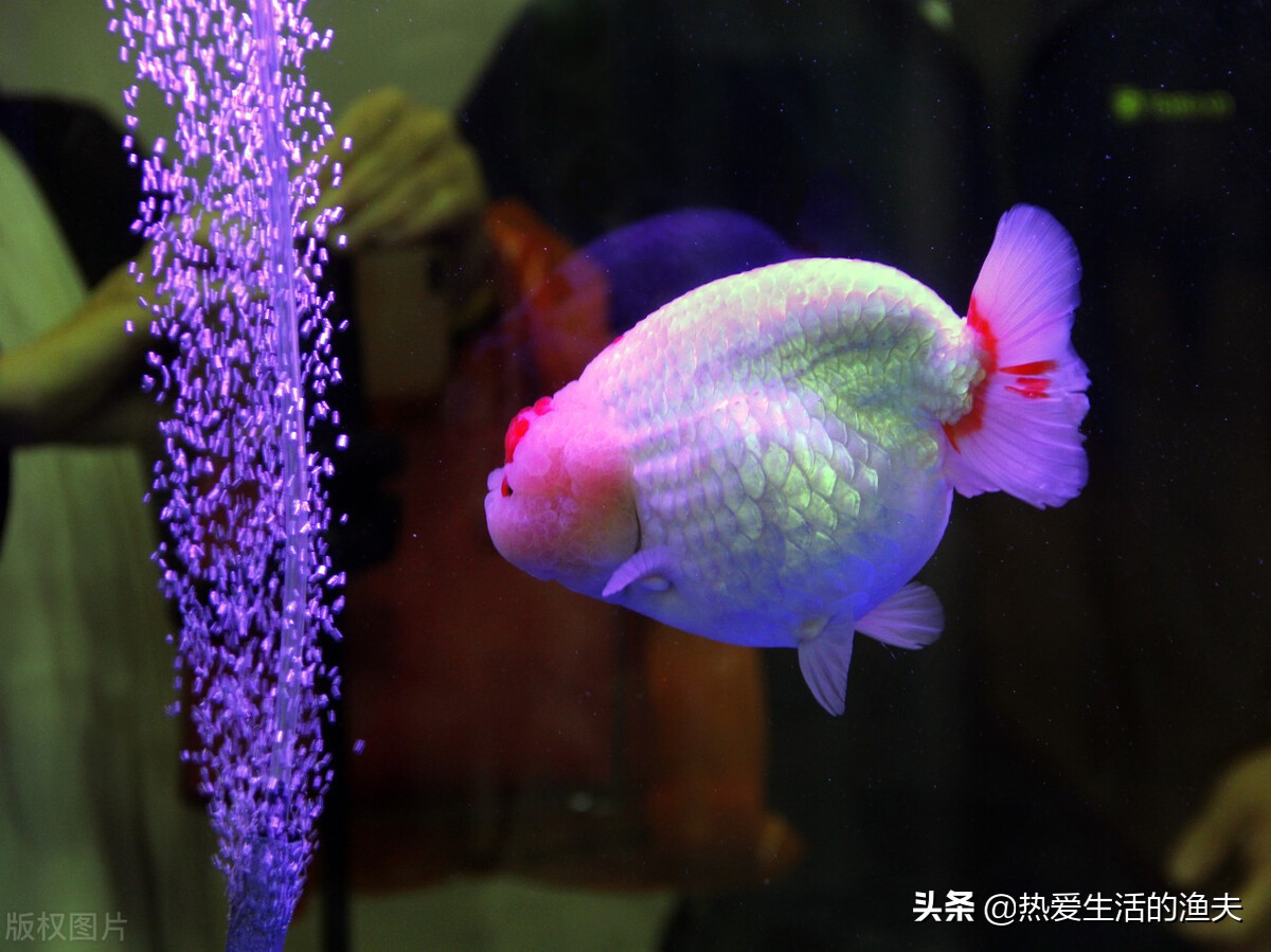 金鱼怎么喂食才合理几天喂一次,金鱼多久喂一次合适最好