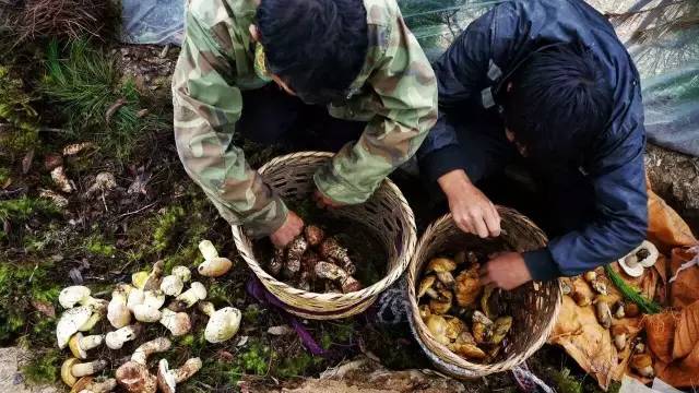 他在大理租下23个足球场大的地方，种菜、养牛、建农场日子过成诗