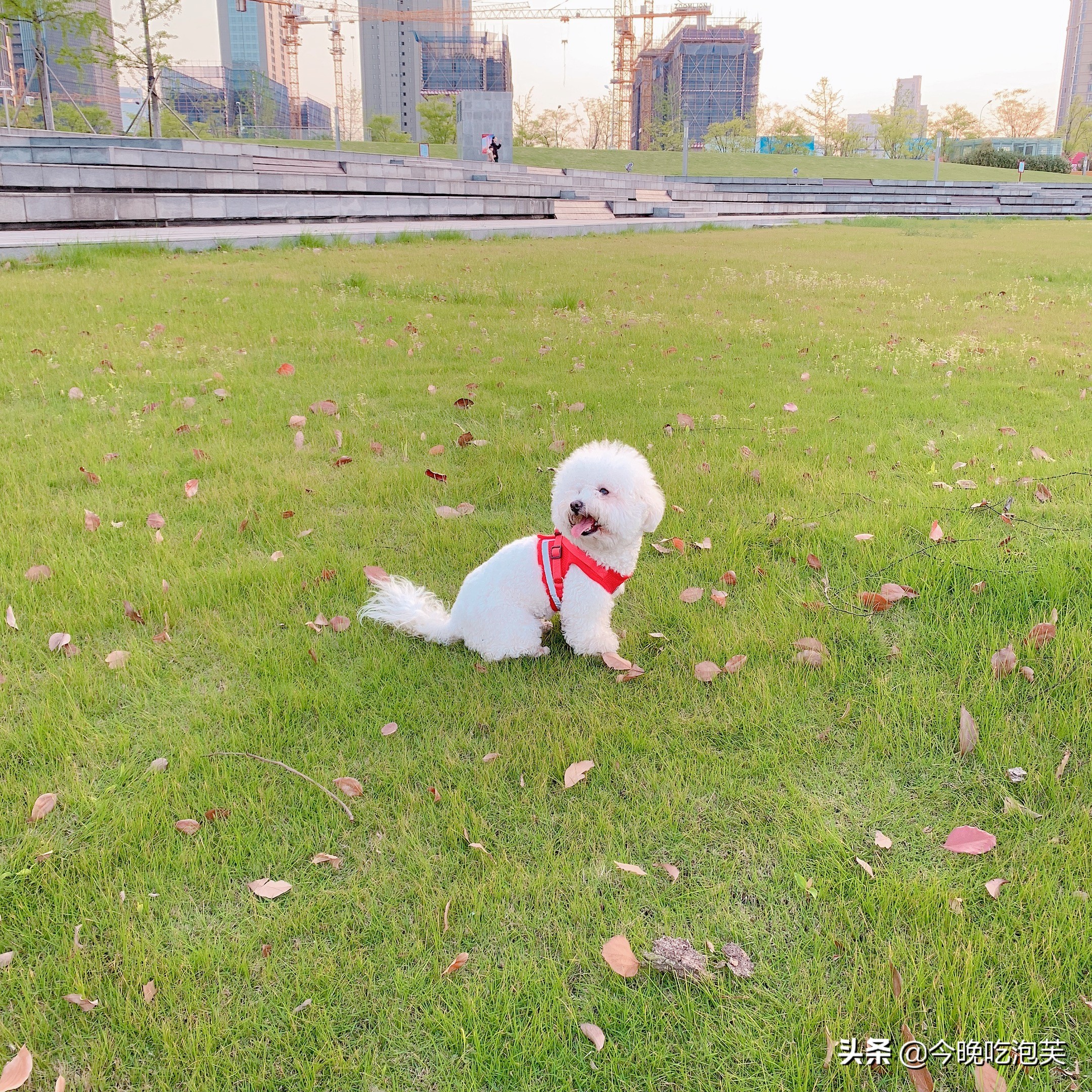 分享养宠物的经验英文,分享养比熊心得之怎么训练比熊