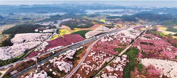 贵州绿色农产品何以风行天下？从毕节一颗萝卜出口迪拜的跨国之旅说起~