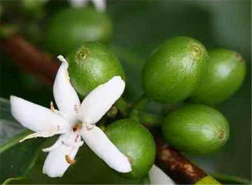 百种味道的果子,四季百种果子图片