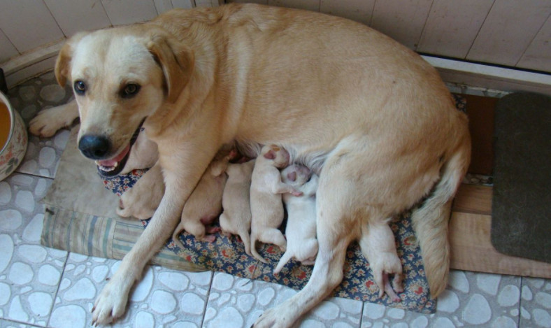 宠物绝育真的假的,想要让猫咪繁育是不是应该不绝育