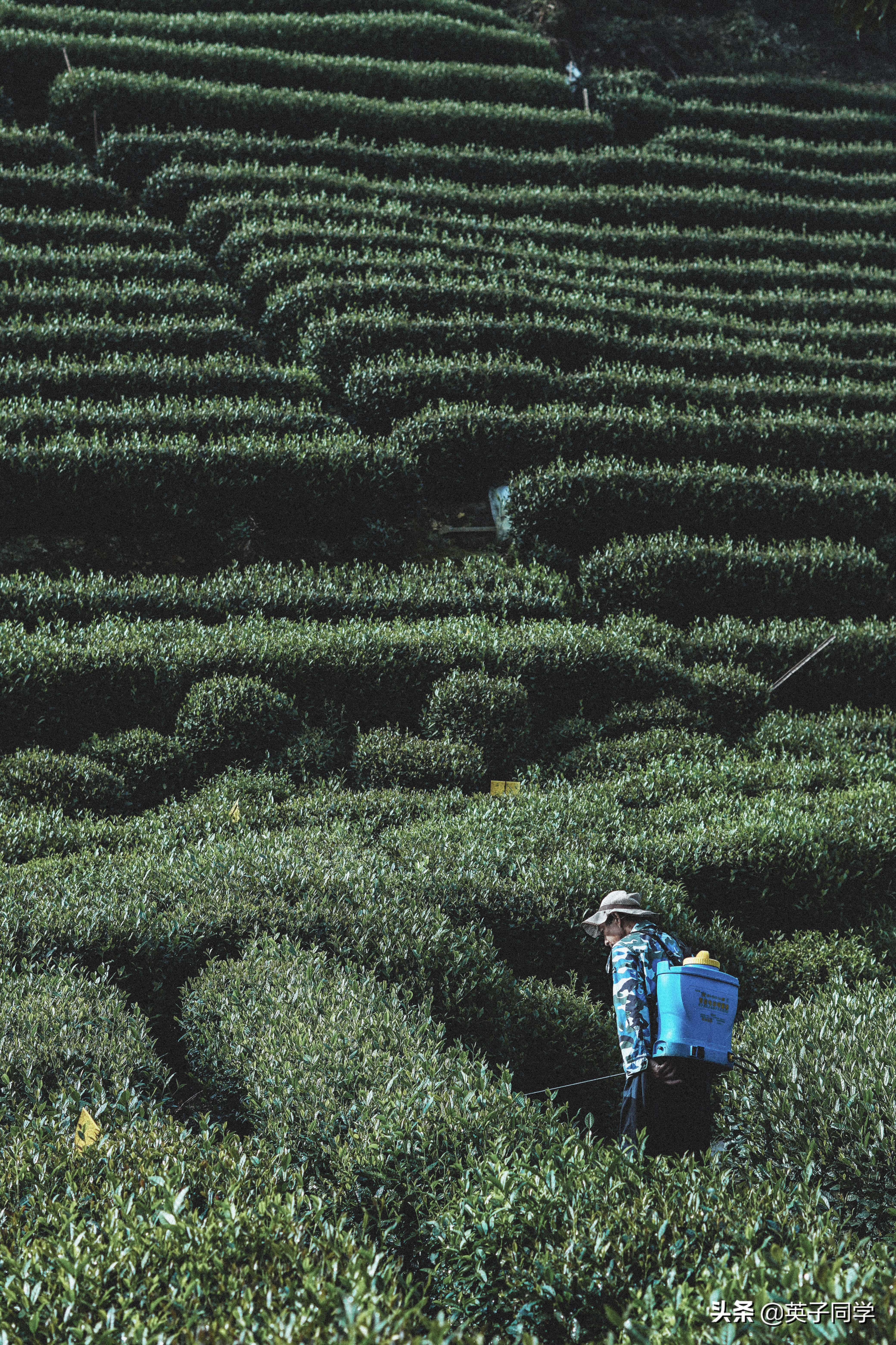 杭州小京都茅草屋,杭州茶文化主题民宿
