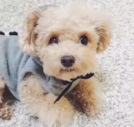 纯种泰迪犬都有5个特征,有这5种表现证明泰迪真的爱你