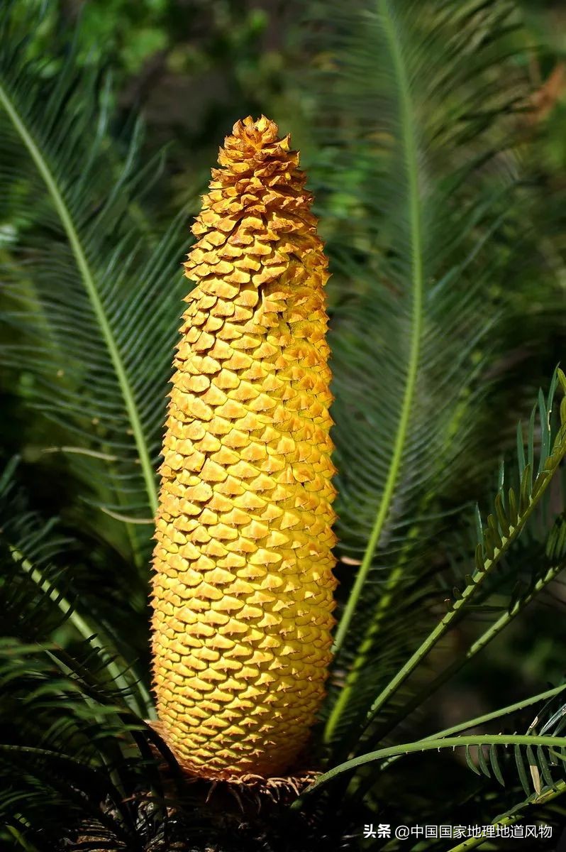 攀枝花不属于四川了吗,为什么说四川攀枝花是土豪城市