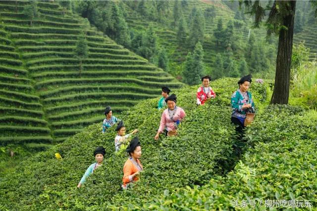 融水特色生态农业产业园,广西融水县特色产品