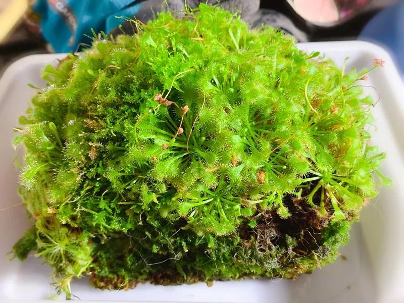 养哪一种吃虫子的花最合适,这4种花真省心养在家里不招虫