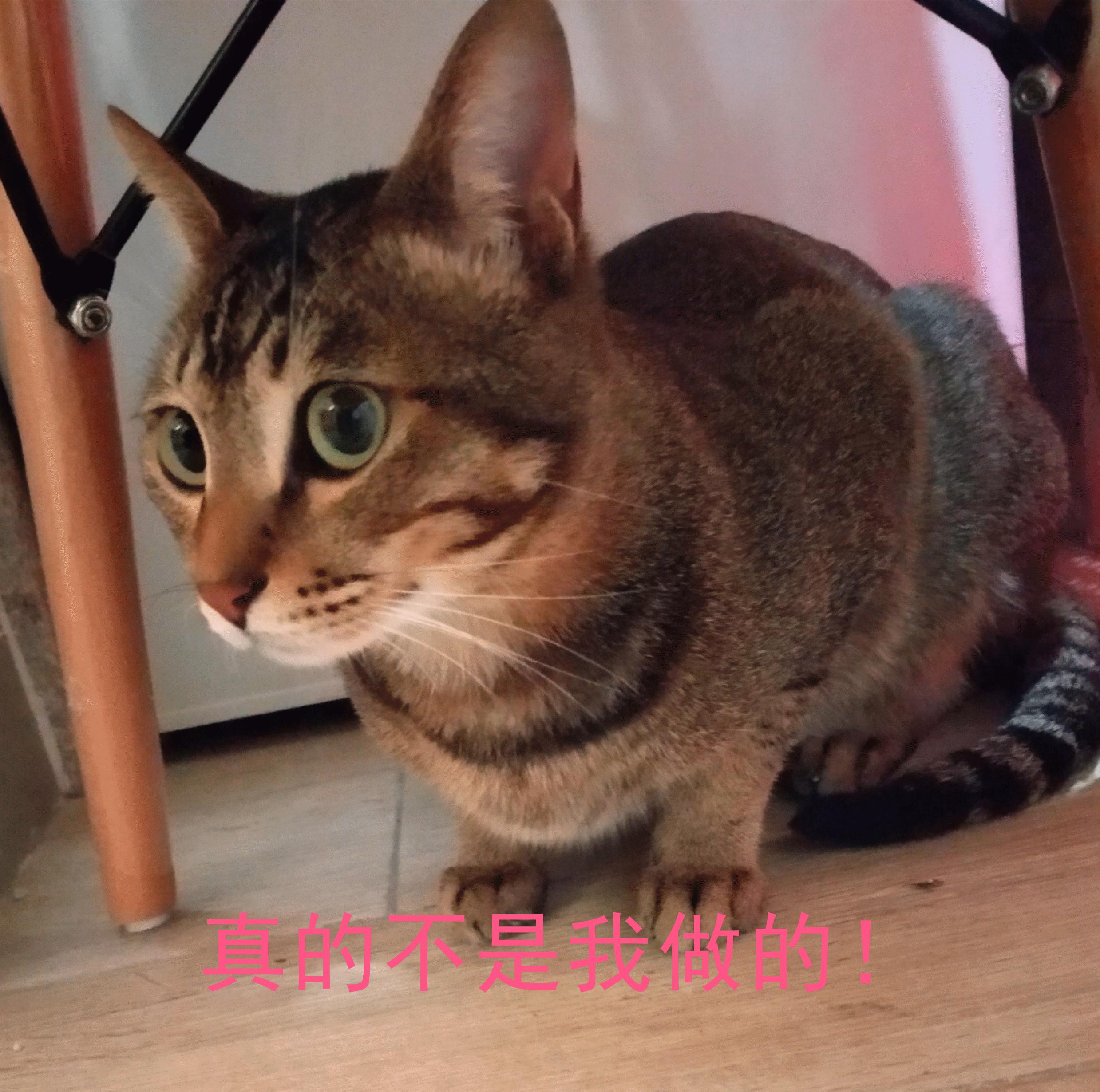 猫咪拉屎不拉在猫砂盆里怎么办,猫咪拉粑粑老是粘在盆边