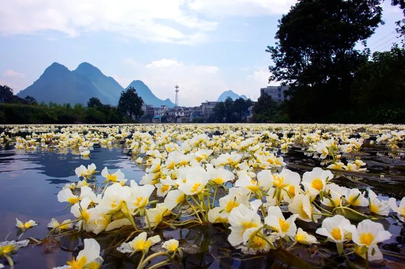 中央环保督察河池典型案例,生态环境部发布全国水质排行榜