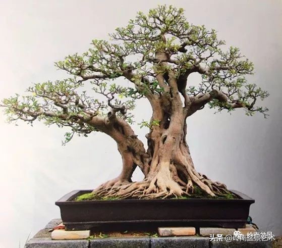 双干树,双干型果树