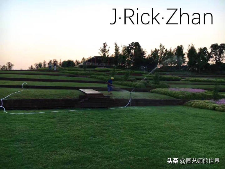 高尔夫果岭草坪家庭院子种植,麦冬草坪种植方法和注意事项