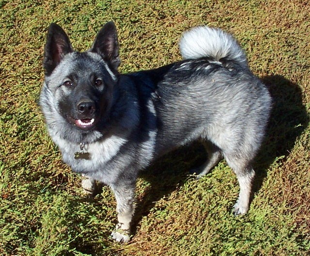挪威猎鹿犬和荷兰毛狮犬,挪威猎麋犬