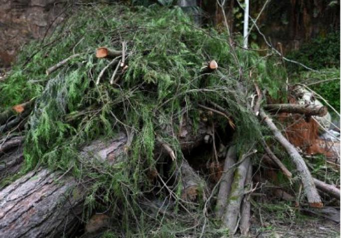 腊猪肝真香,腊猪肝要煮多久时间