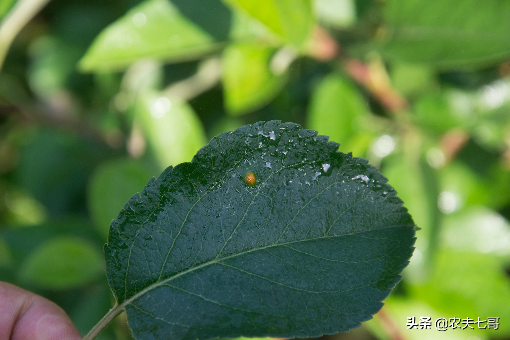 苹果斑点落叶病如何施药,苹果叶片黄了是怎么回事