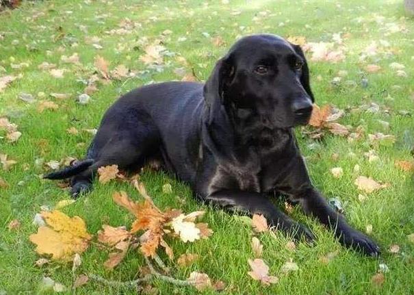 拉布拉多的技能训练,拉布拉多高智商