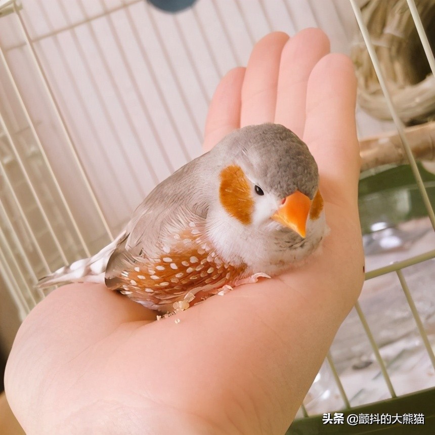 瓒呮不鎰堢殑灏忛笩,瓒呮不鎰堢殑灏忛笩瑙嗛