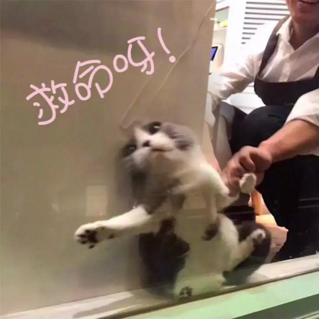 猫咪为躲吸猫人群藏在角落,店员将其拖出后,猫脸上满是不情愿!