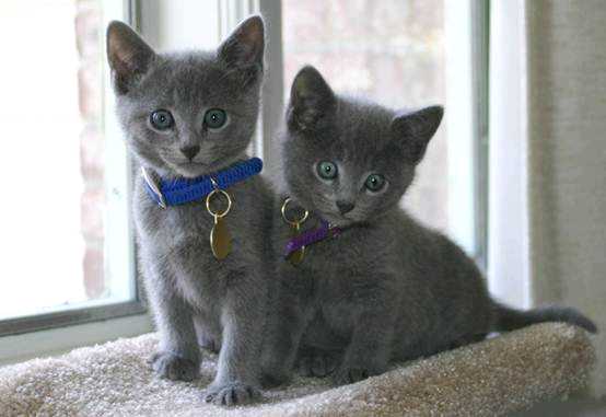 冬日精灵芭蕾舞,俄罗斯蓝猫魔法