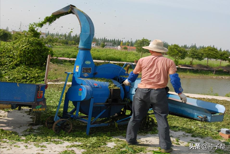 蛋白桑栽培一亩多少棵,蛋白桑骗局