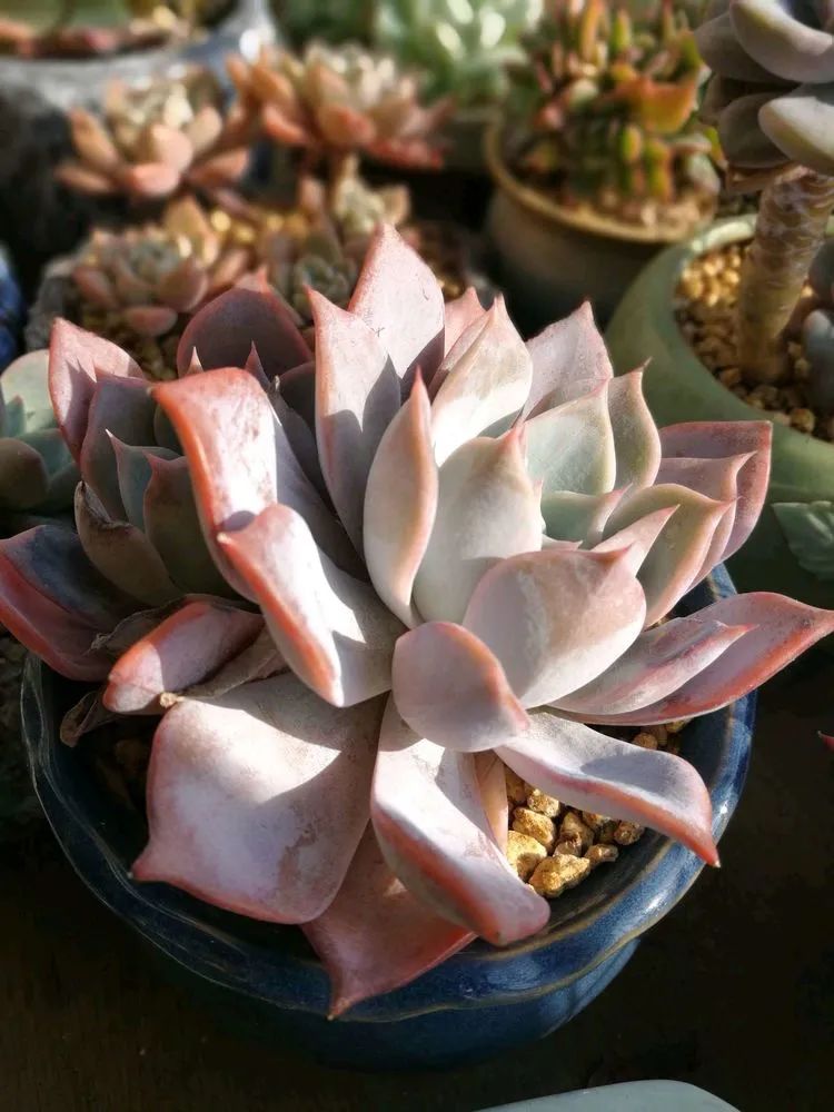 适合从小养到大的多肉,由小到大由浅入深