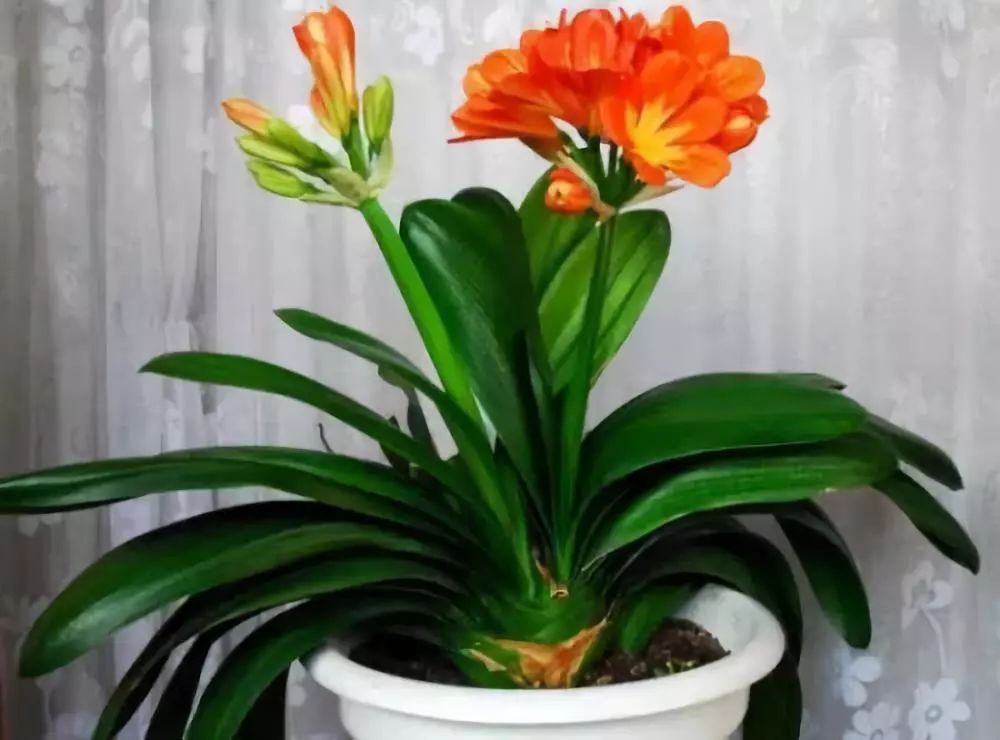 吸油烟和甲醛的植物,住新房有什么植物能去甲醛