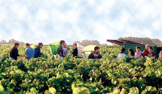 拉菲与葡萄酒的区别,拉菲跟普通葡萄酒的区别