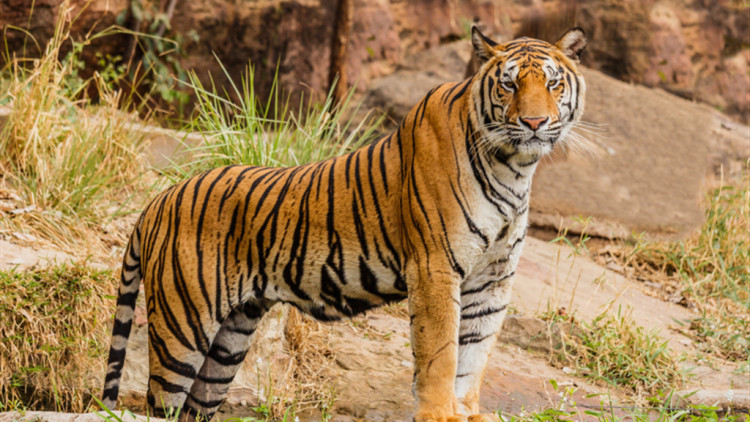 一只老虎和一只狮子打架谁会赢,狮子和老虎打架的故事