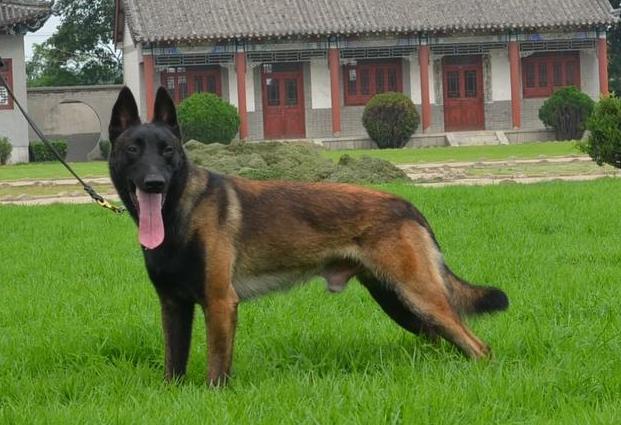 养马犬有什么好处视频,养马犬的十大好处图文