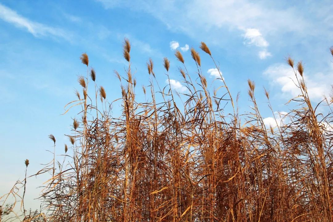 不爱江山更爱美人的上半句,不爱江山更爱美人的上一句是什么