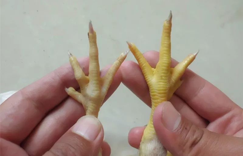 如何早期发现腺胃炎，和治疗治疗最佳方案