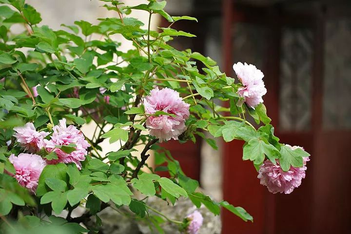 山花野鸟｜园林花语