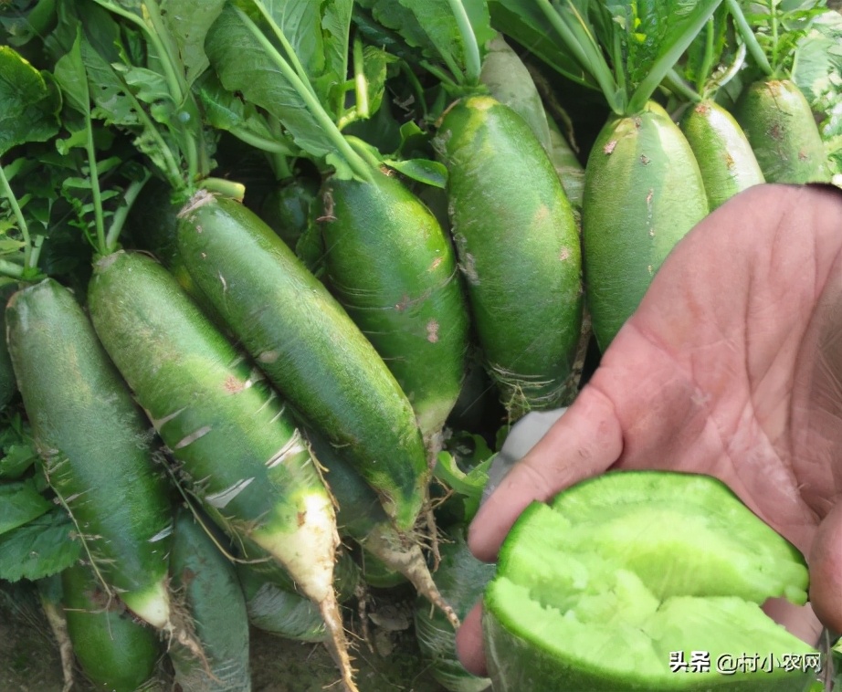 农民创业养什么好赚钱,在农村养殖种植创业好项目有哪些