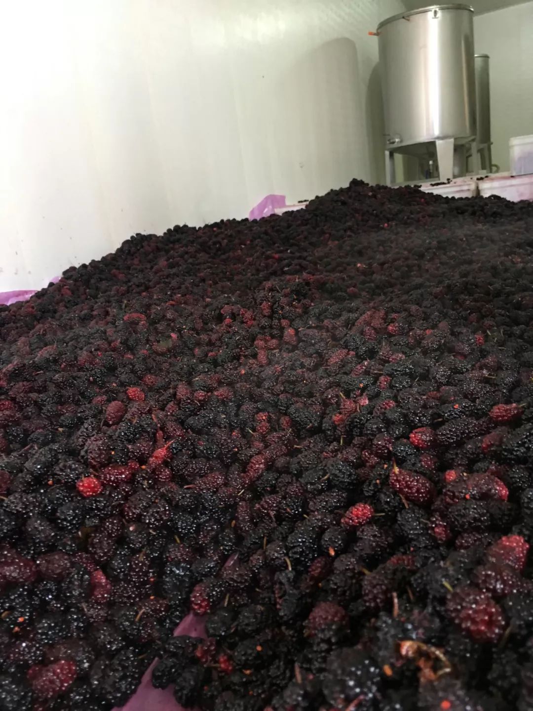 桑葚酒怎么降挥发酸,桑葚做酒酿为何容易发霉