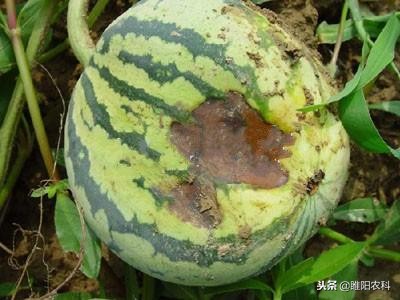 西瓜果腐病,西瓜细菌性果斑病