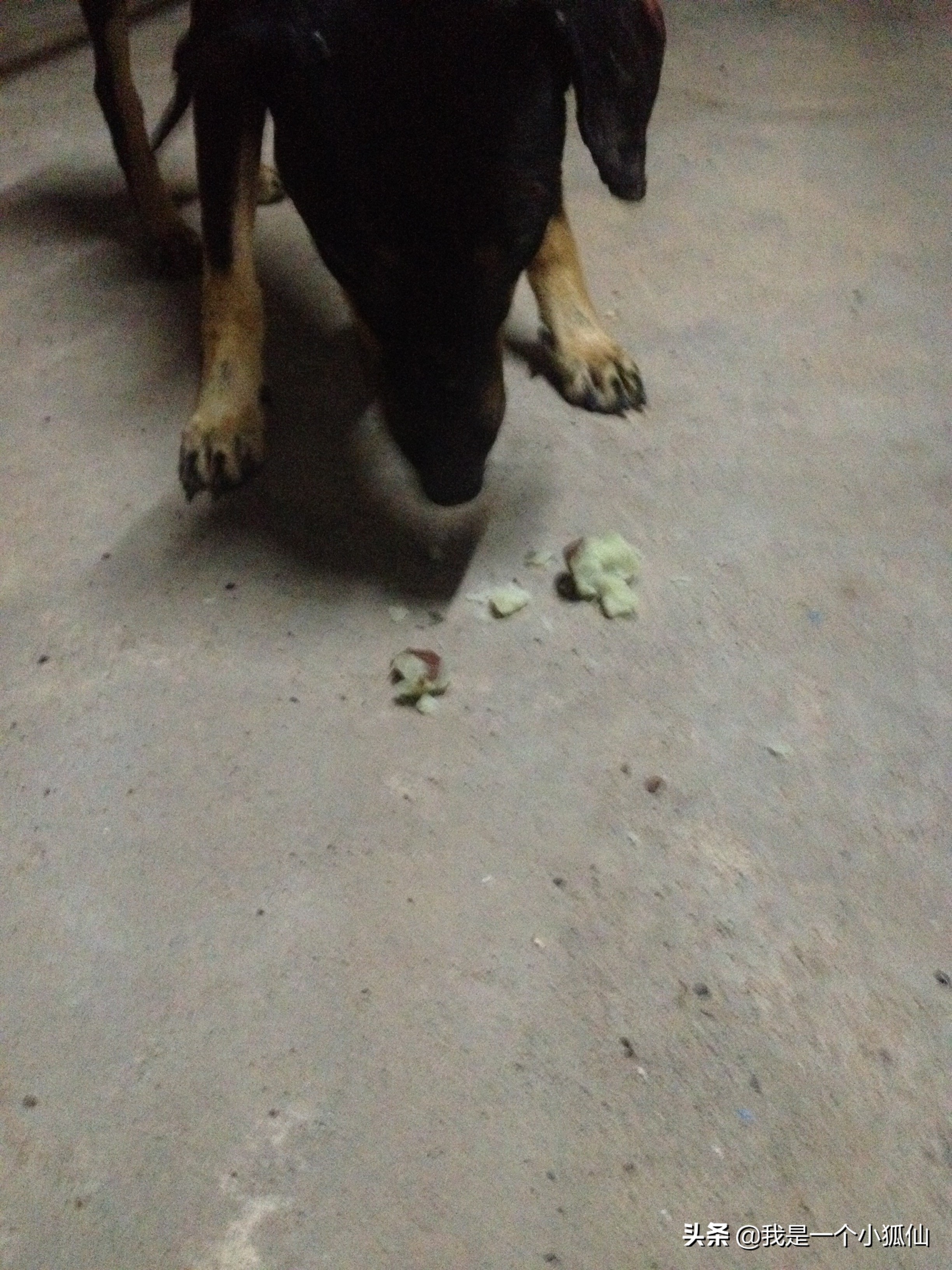 在安哥拉买了几块黑人种的山药，不好吃，我吃一半给狗吃了一半