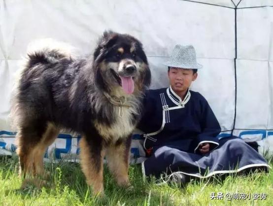 土狗分为哪三种狗品种呢,小土狗都有哪种品种的狗