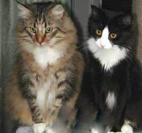 十大可爱猫咪排名,盘点世界上最可爱的猫咪