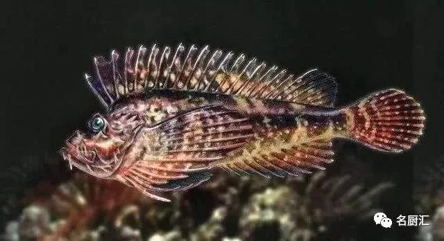 世界顶级十大海鲜,十大顶级海鲜价格排行榜