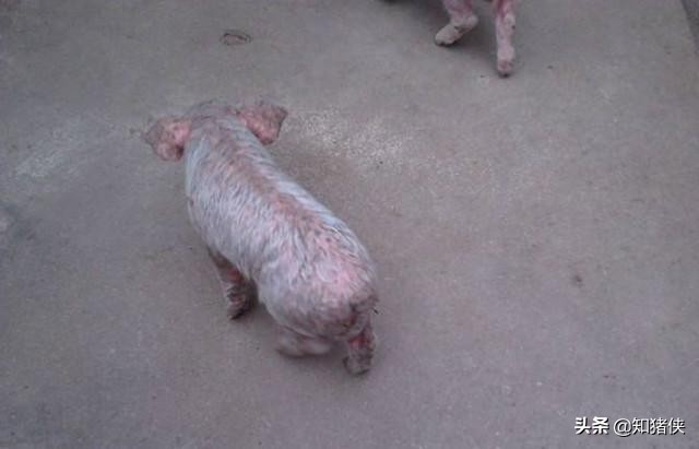 给猪治病时的3大用药禁忌,很多养猪人错在其中