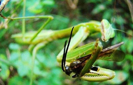 昆虫界美丽又残酷的天生杀手,昆虫界最厉害的杀手是什么