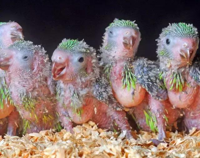 世界十大不寻常宠物,全球最稀有的宠物